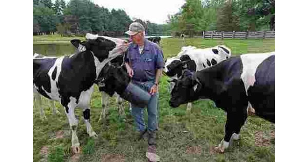 In Southern New England’s dairy heartland, bird flu is far down on the list of concerns