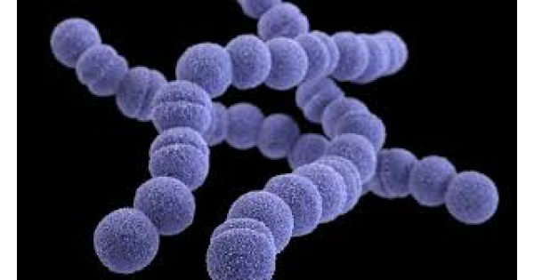 SYMPTOMS OF STREP A: What is Strep A, how is it transmitted, what are the symptoms, is it fatal, is there a cure?