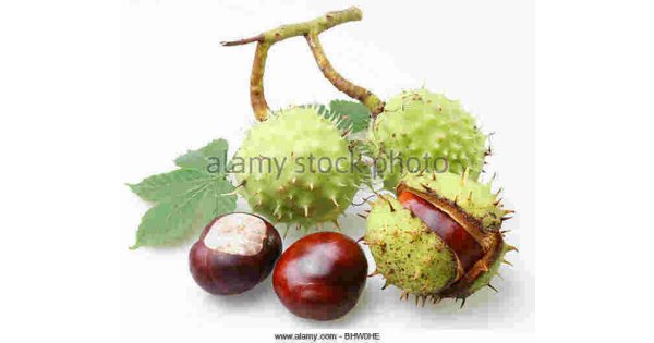 Chestnut Meaning and Definition Chestnut Meaning and Definition