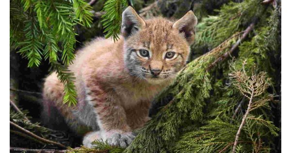 Lynx Meaning and Definition Lynx Meaning and Definition