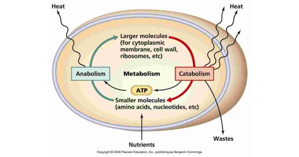 Metabolism Meaning and Definition