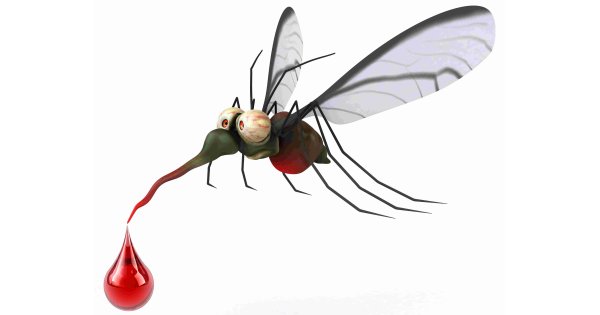 Mosquito Meaning and Definition Mosquito Meaning and Definition
