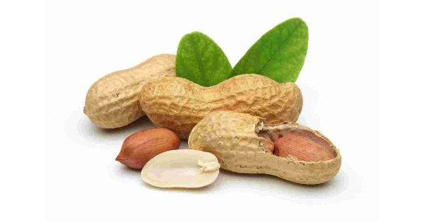 Peanut Meaning and Definition Peanut Meaning and Definition