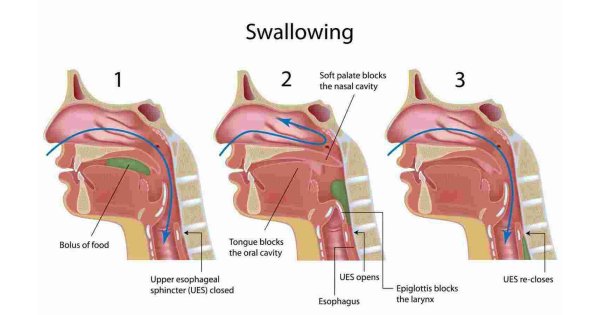 Swallowing Meaning and Definition