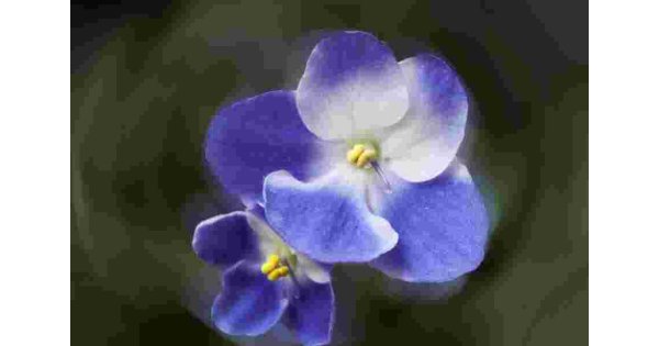 Violet Meaning and Definition