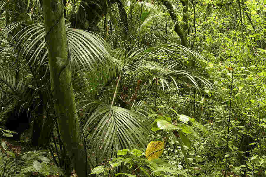 Jungle Meaning and Definition