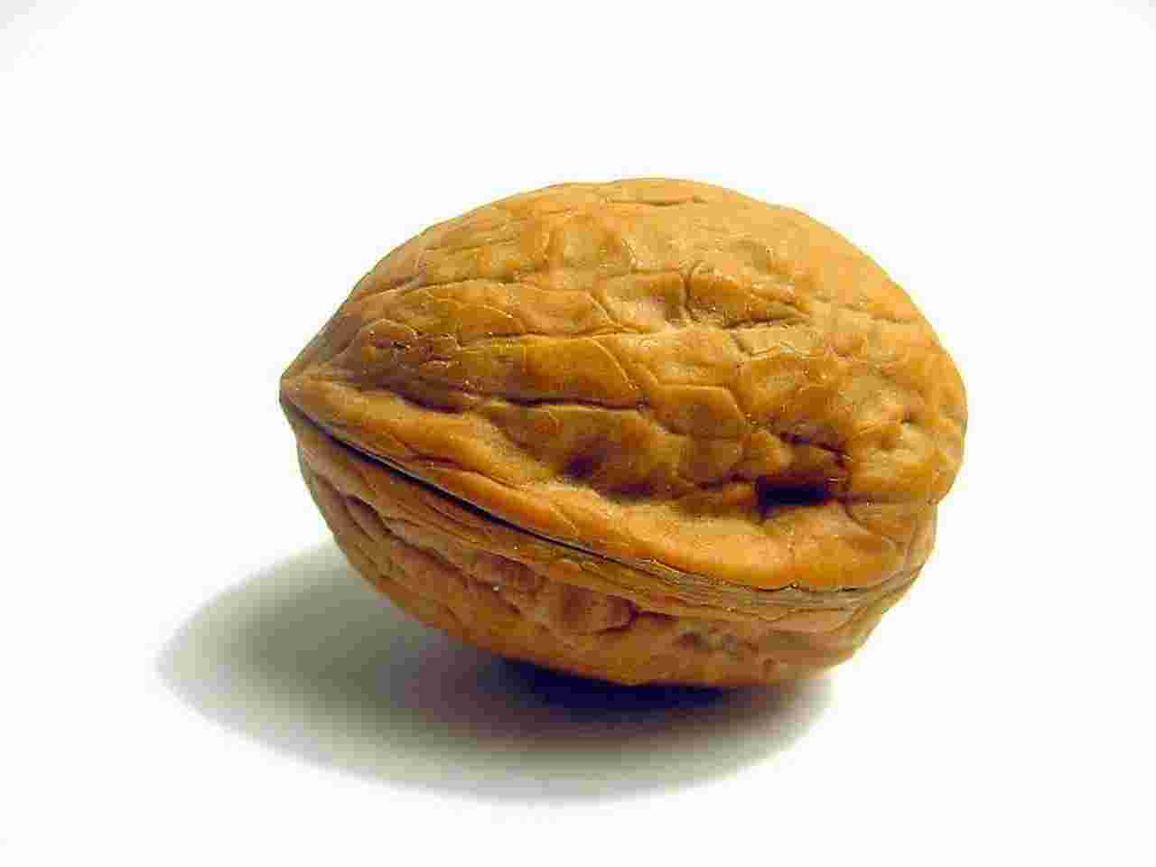 Nut Meaning and Definition
