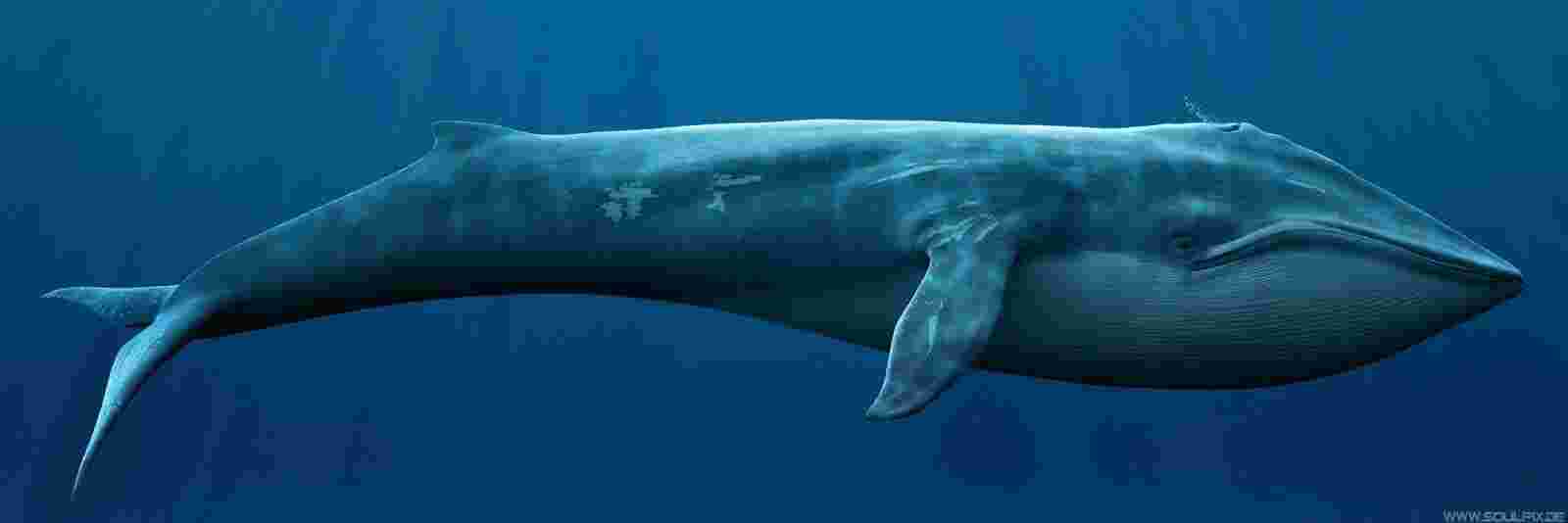 Whale Meaning and Definition