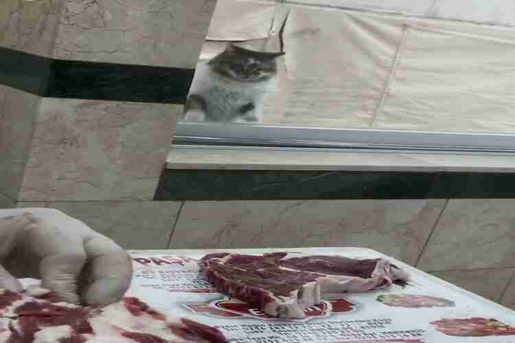 It wants meat 5 times a day by hitting the window of the neighborhood town with her paw