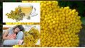 What Are the Benefits of Yarrow Tea?
