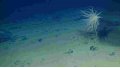 Scientists discover ‘dark’ oxygen being produced more than 13,000 feet below the ocean surface 