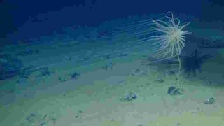 Scientists discover ‘dark’ oxygen being produced more than 13,000 feet below the ocean surface 