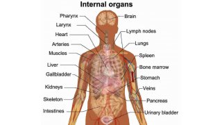 Anatomy Meaning and Definition