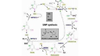 Biosynthesis Meaning and Definition