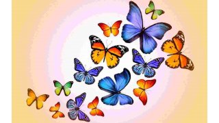 Butterflies Meaning and Definition