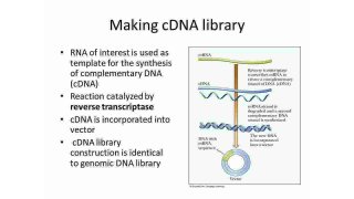Cdna Meaning and Definition