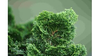 Cypress Meaning and Definition