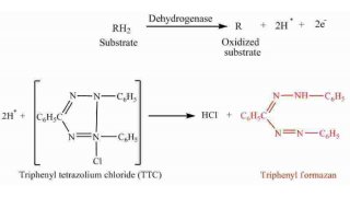 Dehydrogenase Meaning and Definition