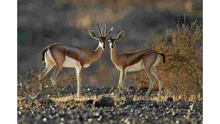 Gazelle Meaning and Definition