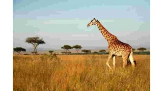 Giraffe Meaning and Definition
