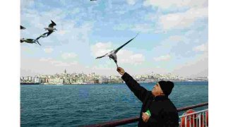 Gull Meaning and Definition