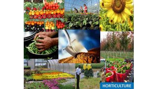 Horticulture Meaning and Definition