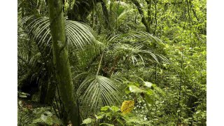 Jungle Meaning and Definition
