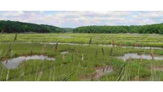Marsh Meaning and Definition