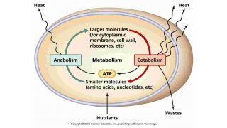 Metabolism Meaning and Definition