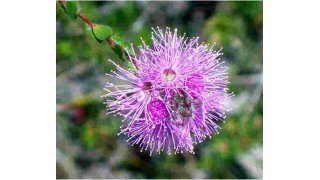 Myrtle Meaning and Definition