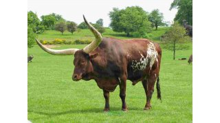 Ox Meaning and Definition
