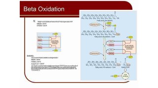 Oxidation Meaning and Definition