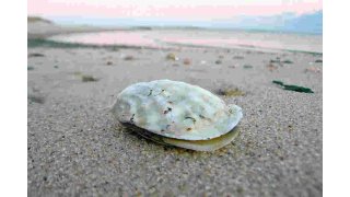 Oyster Meaning and Definition