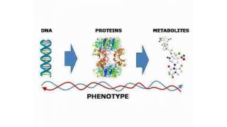 Phenotype Meaning and Definition