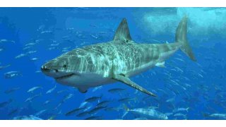 Shark Meaning and Definition