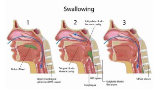 Swallowing Meaning and Definition
