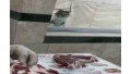 It wants meat 5 times a day by hitting the window of the neighborhood town with her paw