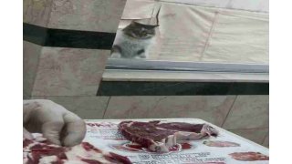 It wants meat 5 times a day by hitting the window of the neighborhood town with her paw